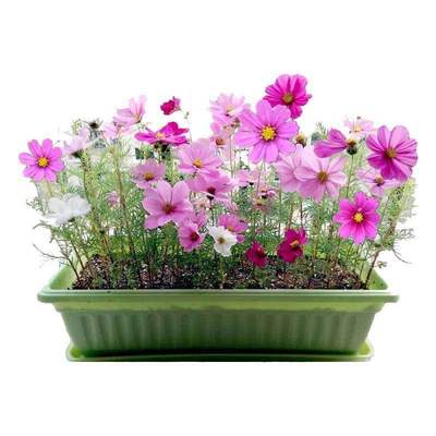 草坪种子+波斯菊花种+肥料