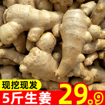 Fujian countryside small yellow ginger ginger ginger hot ginger now dig fresh and old turmeric meat ginger moon used with earthen ginger spicy ginger