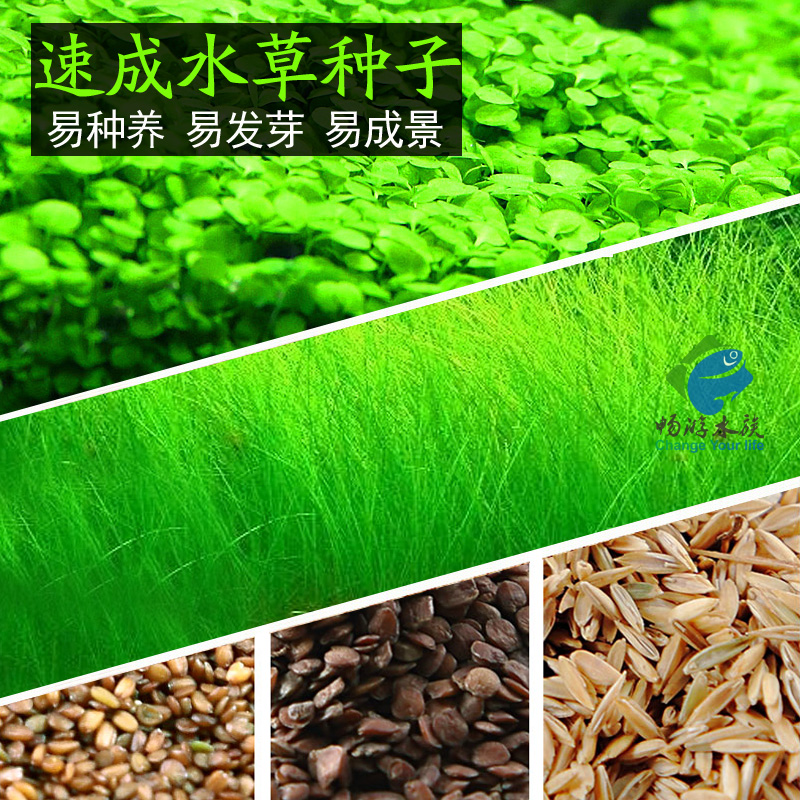 Aquarium seed mini pair of leaf grass fish tank foreground grass quick lawn seed aquarium landscaping dwarf cow hair