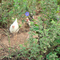 Free-range soil eggs 30 edible stupid chicken firewood chicken grass eggs Farmer walking chicken green shell eggs can hatch