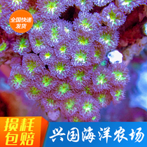 Green Button Brain Red Button Branch Lps Software Hard Bone Coral Sea Water Fish Xingguo Marine Farm Express Package Live