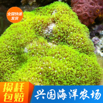 Green grass skin coral Vietnam comfrey skin star flower North Sea Green grass fluorescent SF package live blue-green axis coral