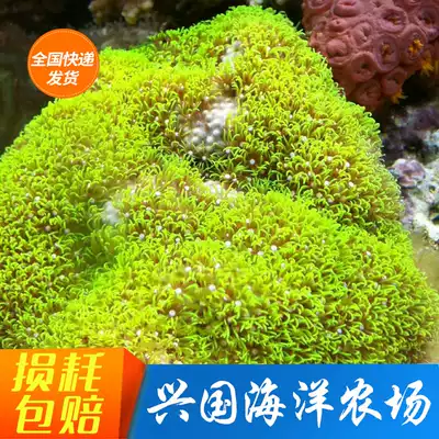 Green Turf Coral Vietnam Comfrey Leather Star flower Beihai Green Turf Fluorescent SF Package Live blue-green axis Coral