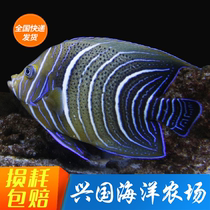BeiDou Shenxian blue grain adult seawater fish living bluegrain fish sea-cylinder ornamental pet fish express shipping package live