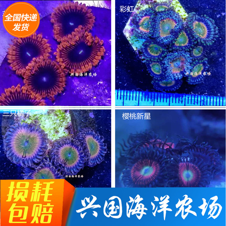 Variety Graphic Button Coral 2 Rainbow Three Oranges Sula Flame Sula Black Fruit Juice Special Forces exploded