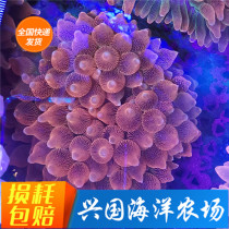 Red Pacifier Sea Anemone Red Boutique Pacifier Sea Anemone Coral Pink Pacifier Large Red Pacifier Sea Anemone Pet Sea Water