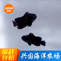 Black warrior clown Picasso da Vinci Hurricane Panda Saddle Back Black Son Seawater Fish Xingguo Sea Bag Alive