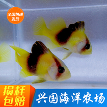Soap fish set fire to waist Yellow Emperors living fot fish tank express Xingguo ShenxianBau Live Seawater Fish Butterfly