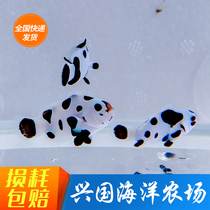 Hurricane Clown Fish Panda Snow Print Platinum BRICS Da Vinci Picasso variety Xingguo Marine seawater fish bag live