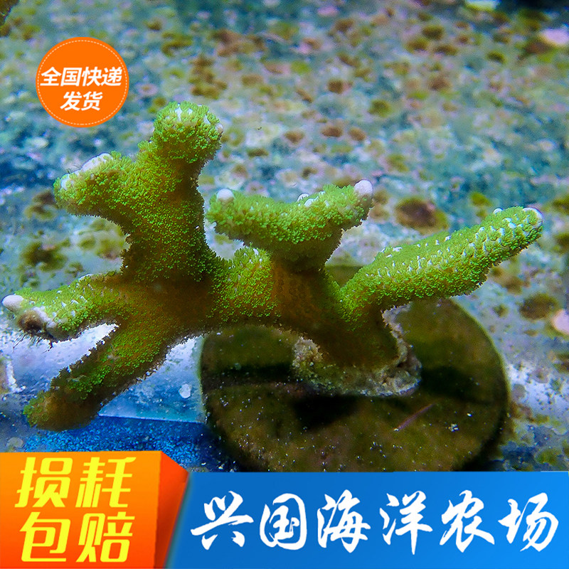 Fluorescent green laminated tooth artificial SPS hard bone coral boutique sunset laminated tile red laminated tooth boutique coral sea water fish