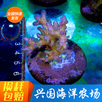 Fine Branches Color Fiber Optic Map Nail Hard Bone Coral Fine Branches Cat Bone Green Apple Fluorescent Green Fish Scale Red Laminated Dental Seawater