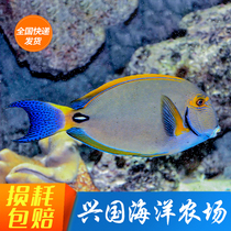 Orange Corrugated Pendant Gold Eye Pendant Rocket Blue Hanging Purple Hanging Brown God Fairy Clown Xingguo Sea Water Fish Coral Express