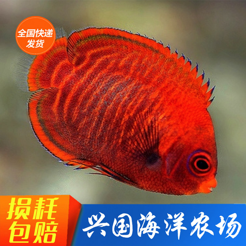 Kirin God Fairy Fish Flame Fairy Living Sea Water Fish Purple Moon God Mini Fish Sea Cylinder Ornamental Fish Express Package Live