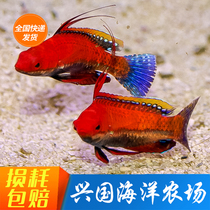 Mardai Changwings Sparrow Sri Lanka white belly red dragon fish ornamental fish safe longhead fish gentle delivery live