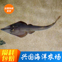 Plowed Purse Live Shark Rays Fish Iridescent Fish Seawater Ornamental Fish Express Large Fish Tank Rearing