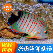 Tiger Stripes Fairy Orange Line God Fairy Black Tail Fairy Tiger Bride Flame Fairy Fire Back Kirin Xingguo Seawater Fish Bag Live