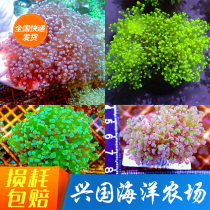 Vase Bicolor Tiko Green Frog Eggs Purple Coral Green Vases Coral Golden Frog Eggs Pig Waist Hammer Living Corals