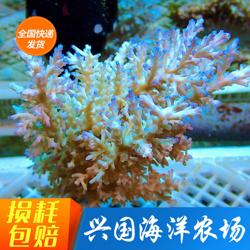 Pictured Divine Needle Seawater Hard Bone Coral Sps Blue long branches Green Eight Immortals Scales Red Laminated Teeth nest Fiji Sabah