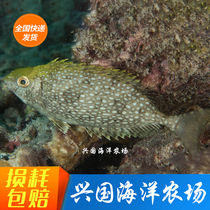 Blue Son Fish Basket Fox fish smelly all living sea water fish gold hanging vegetarian Coral Vat Sea Vat for Algae Pack Live Group Tours