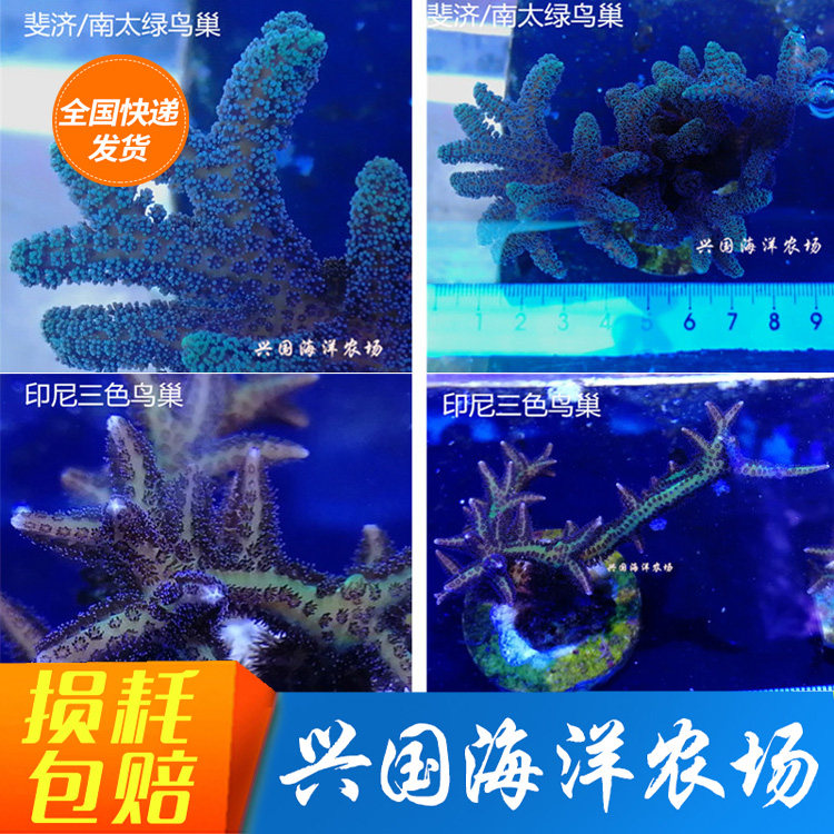 Pictured South Pacific Green bird's three-color Bird's nest Fiji Bird's nest SPS Hard bone coral Broken Branches Seawater Coral Express