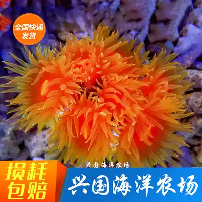 Gun battle flower coral sunflower Coral gun battle tree sea living NPS sea water viewing Red Xingguo picture selection