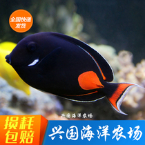 Chicken Hearts Hanging Live Sea Water Ornamental Fish Pendant flowers inverted Algae Colorful Fish Express Shipping Wear and Loss Package