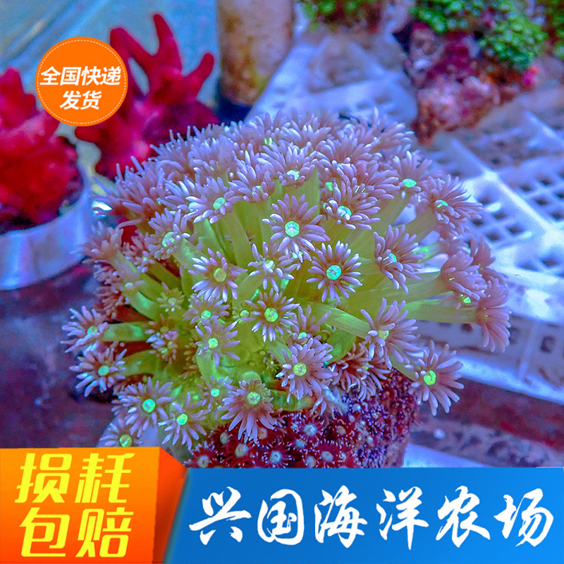 Coral round cap coral gem flower live seawater fish kaleidoscope fixed water soft body lps SF pack live rejuvenation country