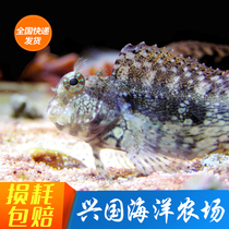 Watermelon planer Sea water fish live fish Family Leopard bus Algae removal Moss-eating ancient B Algae cleaning fish tank express package live fish family Leopard bus Algae removal Moss-eating ancient B Algae-eating cleaning fish tank Express package live