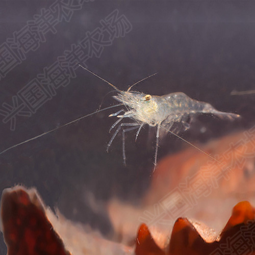 [USD 6.29] Clean Shrimp Glass Shrimp Live Seawater Fish Tank Cleaning Organism Horseradish