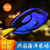 Blue hanging Dolly sea water fish live hanging algae feeding fixed opening express delivery clownfish Nemos gay friend