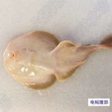 Электрический -проживание водных рыб, живая местная рыба хрящ, вертикальная рыба Электрика