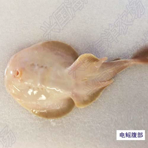 Электрический -проживание водных рыб, живая местная рыба хрящ, вертикальная рыба Электрика