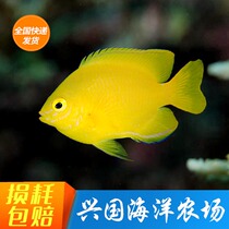 Yellow magic lemon finch Yellow sea fish Live pet Ornamental fish Small bird carving clownfish Express package live