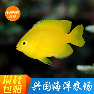Yellow magic lemon Finch yellow sea fish live pet ornamental fish small bird carving clown fish express bag live
