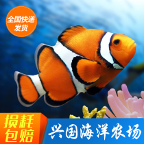 Clownfish live fish Artificial sea fish Xingguo Ocean Express package live black-edged son red clown double belt