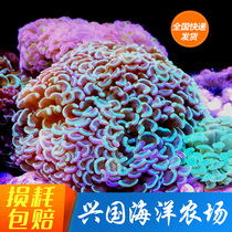 Hammer Coral Coral Bubble Anemone Seawater Ornamental Fish Seawater Fish Tank Live Creatures Express Package Live LPS