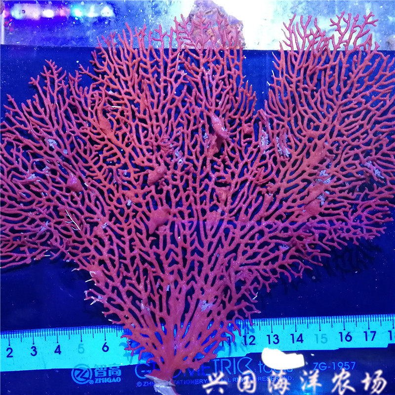 大红海扇白海扇海树海柳海水观赏鱼珊瑚海水缸红色白色NPS包活：海底世界的梦幻奇观，让你心动不已！-其它水族宠物-淘宝好物网