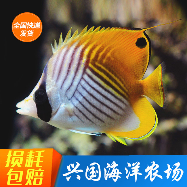 Herringbone Butterfly Seawater Fish Living herringbone Fish Ornamental Fish Flounder Fish Xingguo Marine Farm Breeder Express Package Live