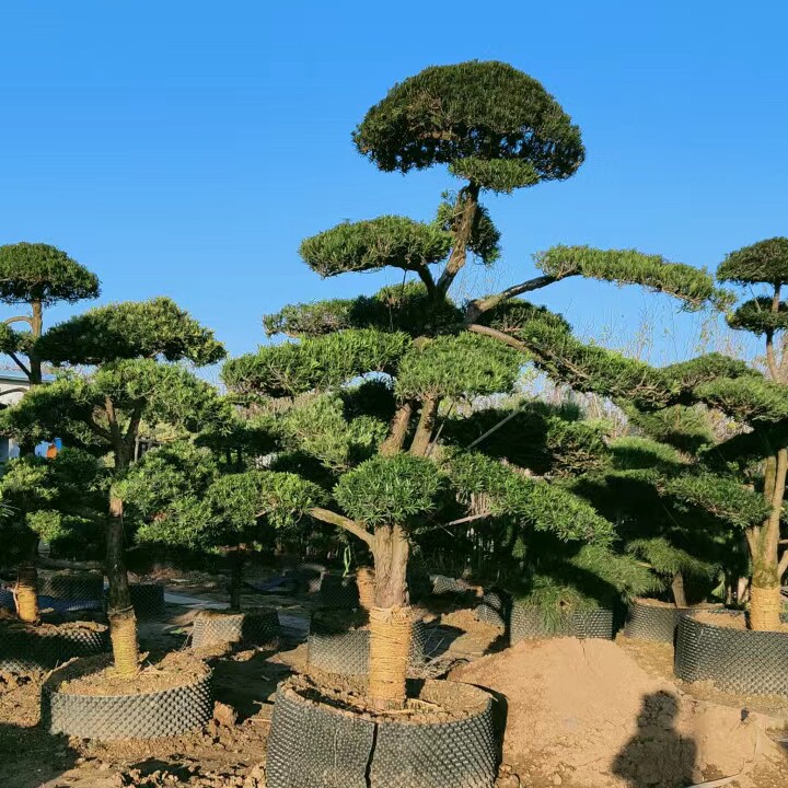 罗汉松造型