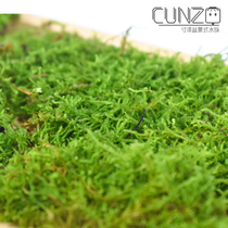 Moss Microscopy Small Gray Moss Water Land Cylinder Green Moss Flower Farming DIY Fresh Bonsai Bonsai Plant