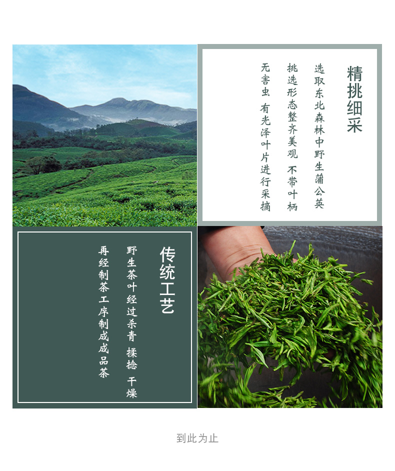 【森天地】野生天然蒲公英茶叶250g