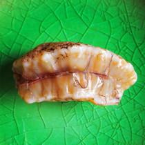 Mongolian Allah Good Horse Tooth Stone Natural Elephant Shaped Gobi Stone Gold Mouth Jade Tooth Eyes Raw Stone Blood Red Rib Vein Fish Seed