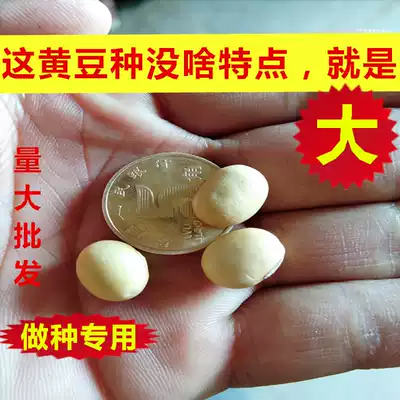 Special rhubarb bean seeds High-yield high-quality farm Special Rhubarb bean seeds non-transfer medium and late cooked Edamame seeds 500g