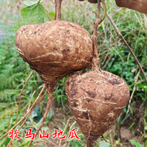 Mushan Mountain Sweet Potato Seed Fruit Liangru Eat Shagang Sweet Potato Melon Autumn Garden Potted Vegetable Seeds