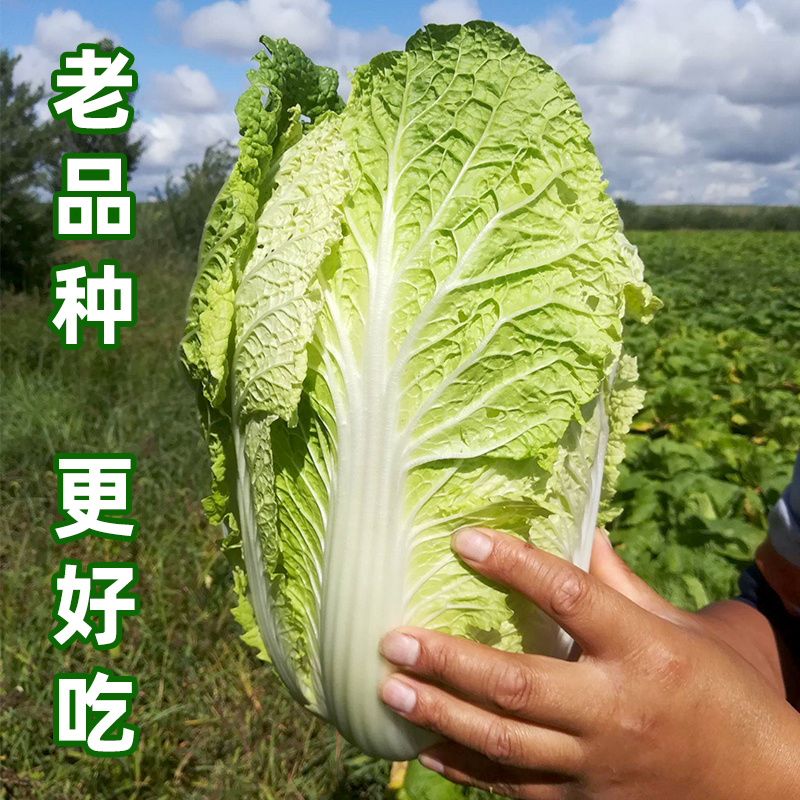 High Yield Large Cabbage Seed Farmhouse Green with Yellow Heart Cabbage Autumn winter Shandong Qingmouth and Autumn seed hole