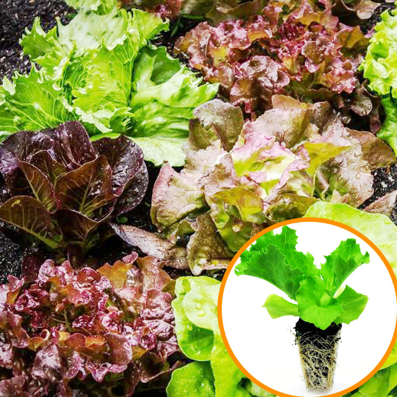 Raw Vegetable Seed Miao Potted Balcony Vegetable Water Bacon Seed Hole All Season Cold Spring Italian Rapeseed Plant