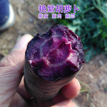 Purple carrot seeds Bright purple black fruit radish spring and autumn four seasons potted vegetable seeds relict purple meat core balcony
