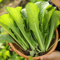 Four Seasons cabbage seed seed green stem family hydroponic fast vegetable cream green vegetable balcony potted vegetable seed seed