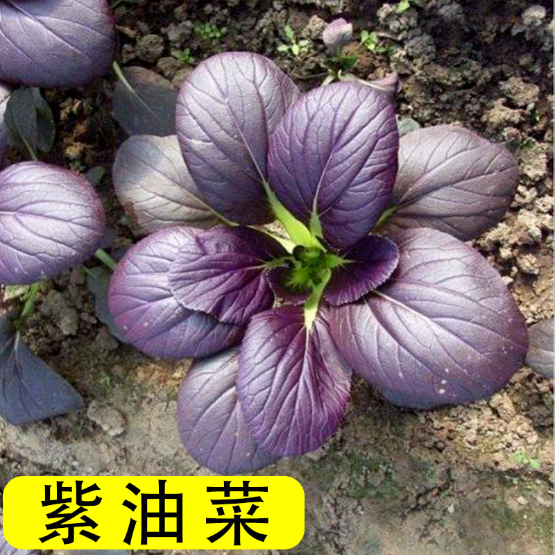 Purple rape seeds Purple cabbage seeds Red rapeseed seeds Green stem vegetable seeds sown in winter in all seasons