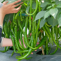 Line pepper seeds line pepper seedlings pepper seedlings Four Seasons potted vegetable seedlings seeds Southern Golden special spicy two wattle seeds